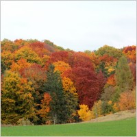 forest_autumn_colorful_237072