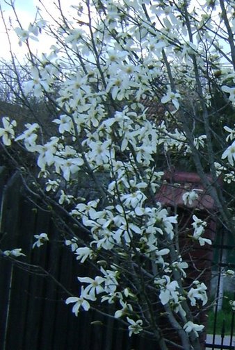 magnolie_detaliu_foto_Gabriela Gentiana Groza