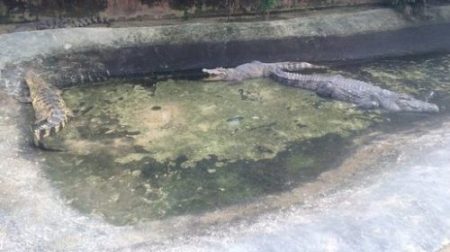 crocodilii din Vietnam